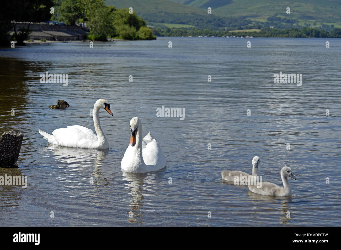 Une famille de cygnes avec deux paquets sur le Loch Lomond Banque D'Images