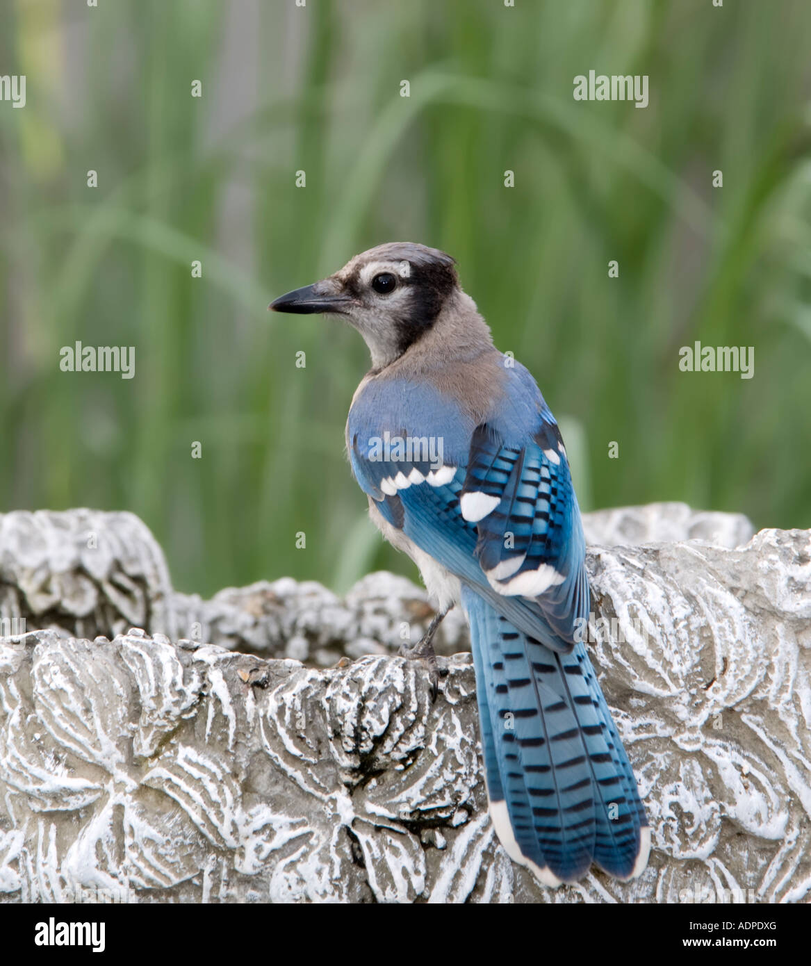 Geai Bleu Jeune Banque D Image Et Photos Alamy