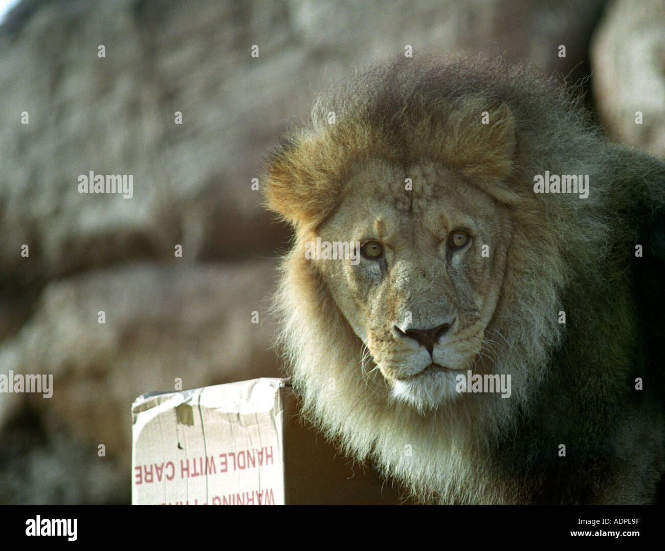Lion mâle mature à la recherche de nourriture Banque D'Images
