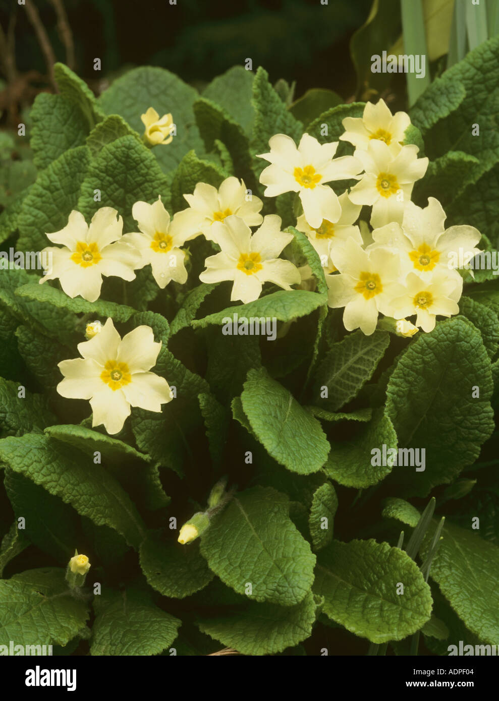 Primrose Primula vulgaris Banque D'Images