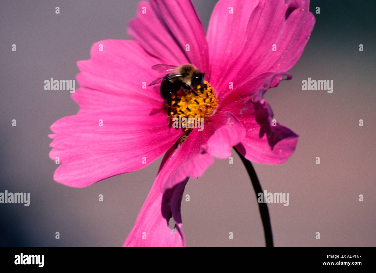 Bourdon sur fleur Cosmos Banque D'Images