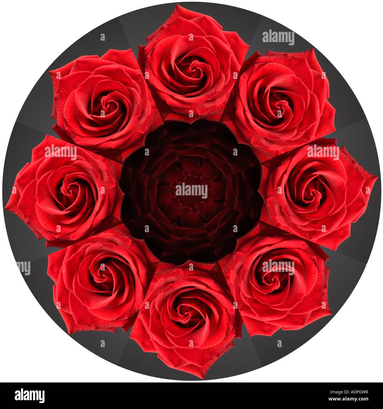 8 Roses rouges dans un cercle Photo Stock - Alamy