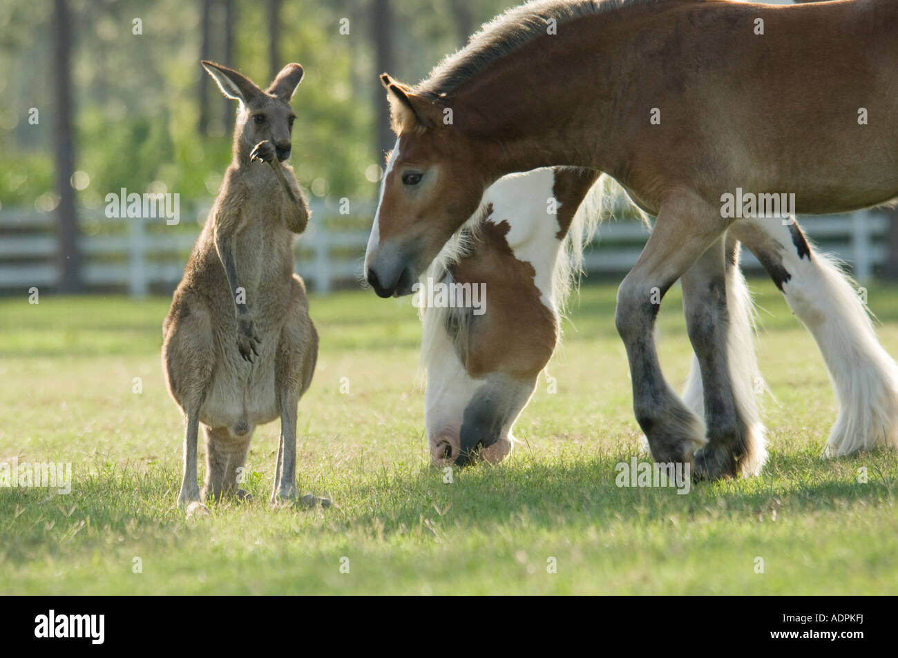 Cheval avec pâturage kangourou buddy Banque D'Images