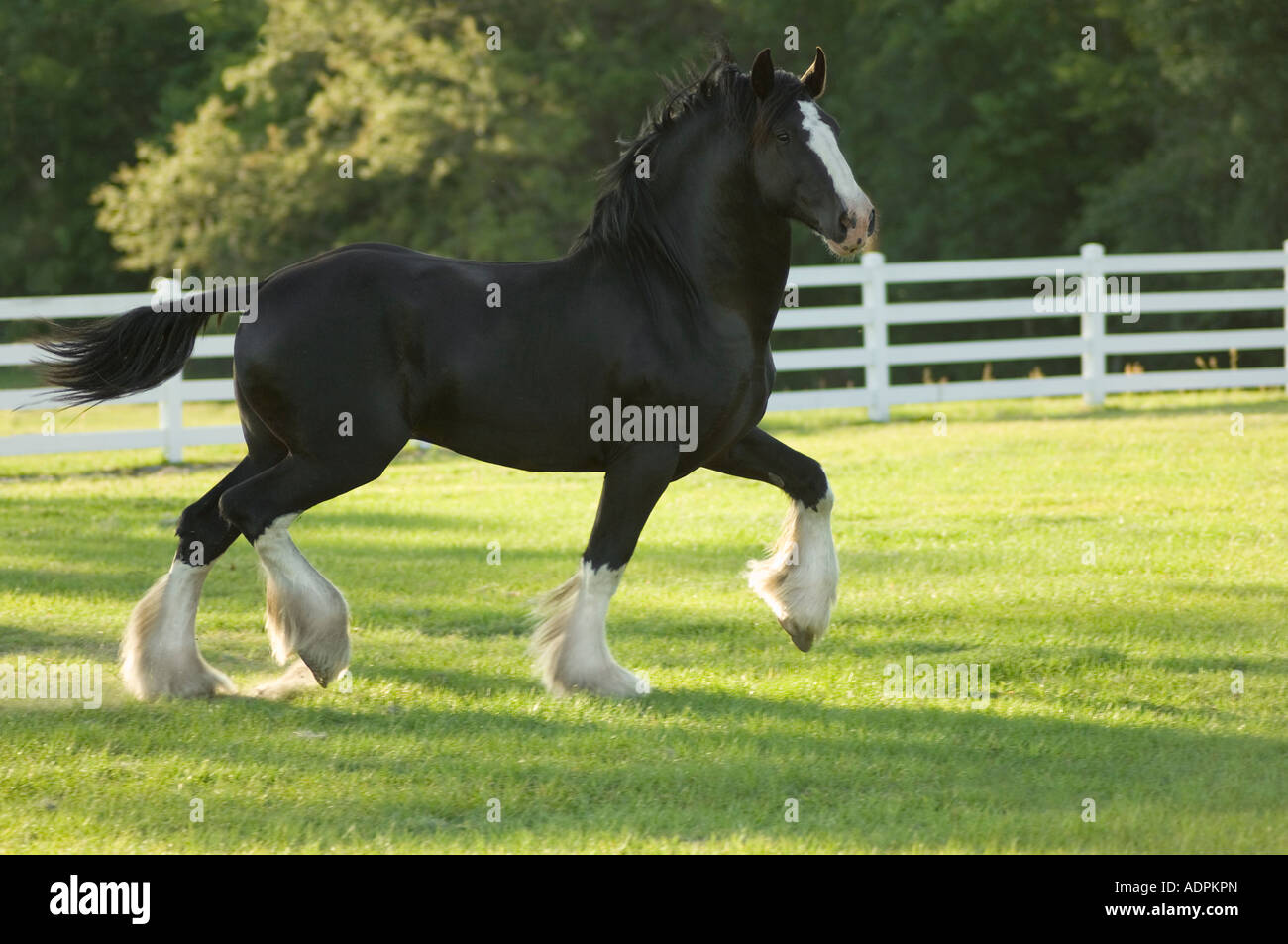 Projet de Shire Horse stallion Banque D'Images