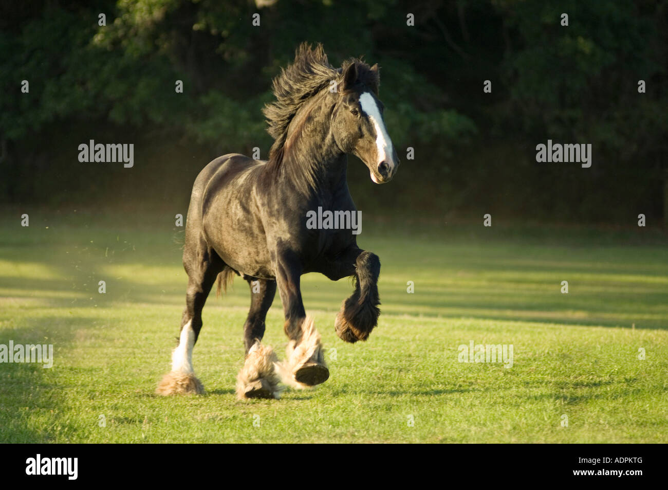 Projet de Shire Horse stallion Banque D'Images