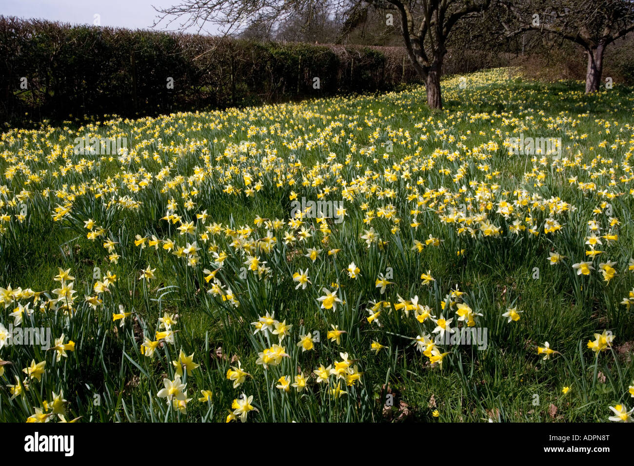 Les jonquilles sauvages Narcissus pseudonarcissus en énorme quantité dans les vieux champs près de Dymock dans Gloucestershire Gwen Vera s domaines Banque D'Images