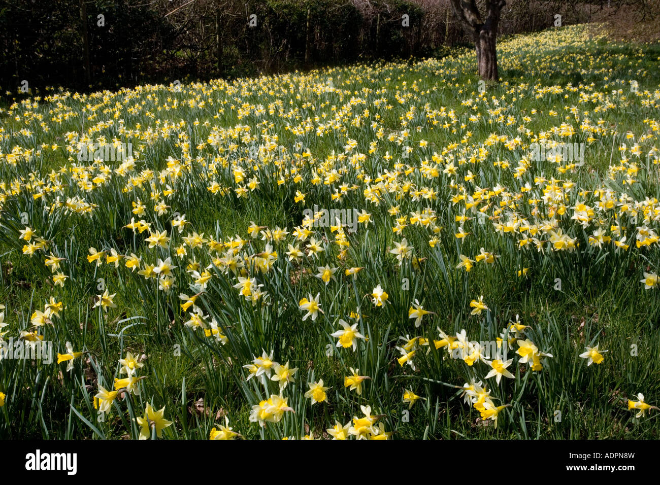 Les jonquilles sauvages Narcissus pseudonarcissus en énorme quantité dans les vieux champs près de Dymock dans Gloucestershire Gwen Vera s domaines Banque D'Images