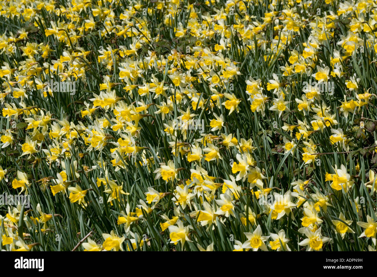 Les jonquilles sauvages Narcissus pseudonarcissus en énorme quantité dans les vieux champs près de Dymock dans Gloucestershire Gwen Vera s domaines Banque D'Images
