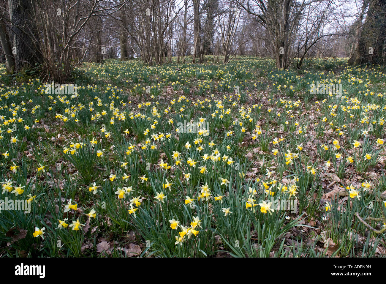 Les jonquilles sauvages Narcissus pseudonarcissus en énorme quantité dans de vieux bois près de Dymock dans Gloucestershire Shaw bois commun Banque D'Images