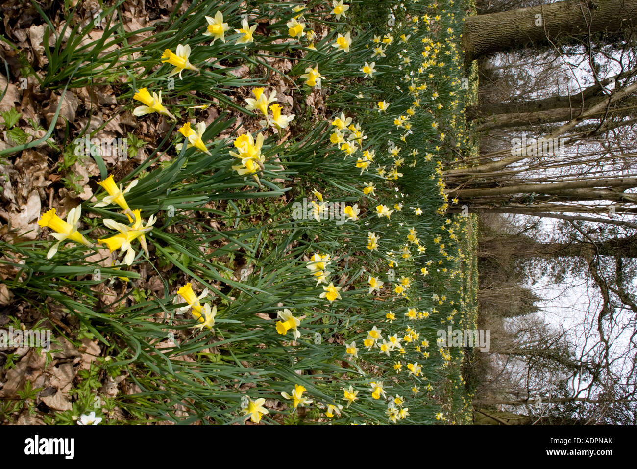 Les jonquilles sauvages (Narcissus pseudonarcissus) en grande quantité en vieux bois près de Dymock dans Gloucestershire, Angleterre, RU Banque D'Images