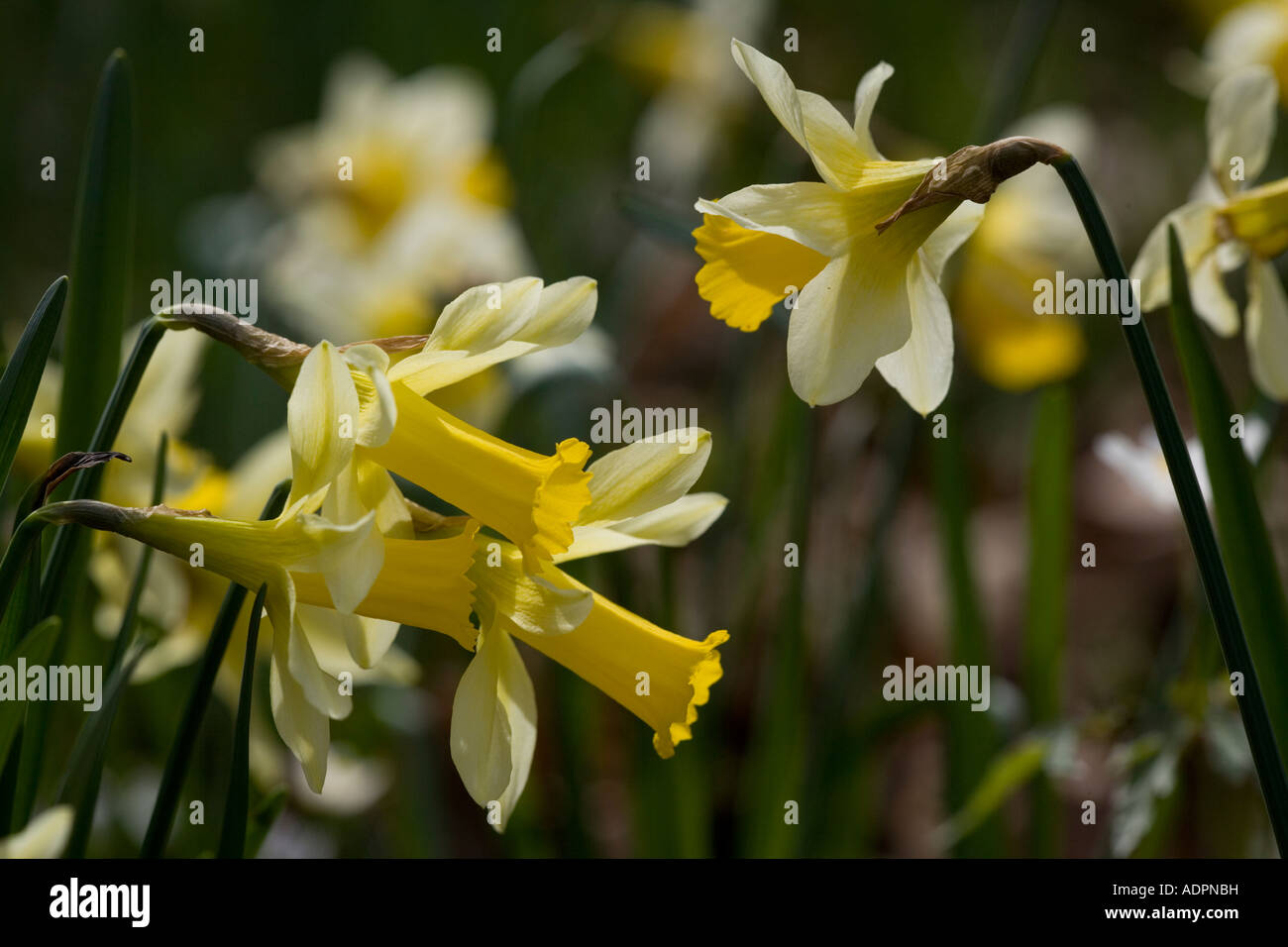 Les jonquilles sauvages (Narcissus pseudonarcissus) close-up, Gloucestershire, Royaume-Uni Banque D'Images