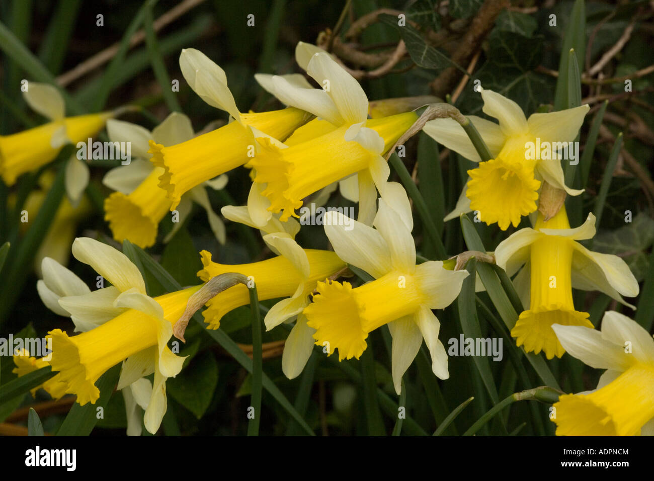 Les jonquilles sauvages sur la route point Narcissus pseudonarcissus Gloucs Banque D'Images