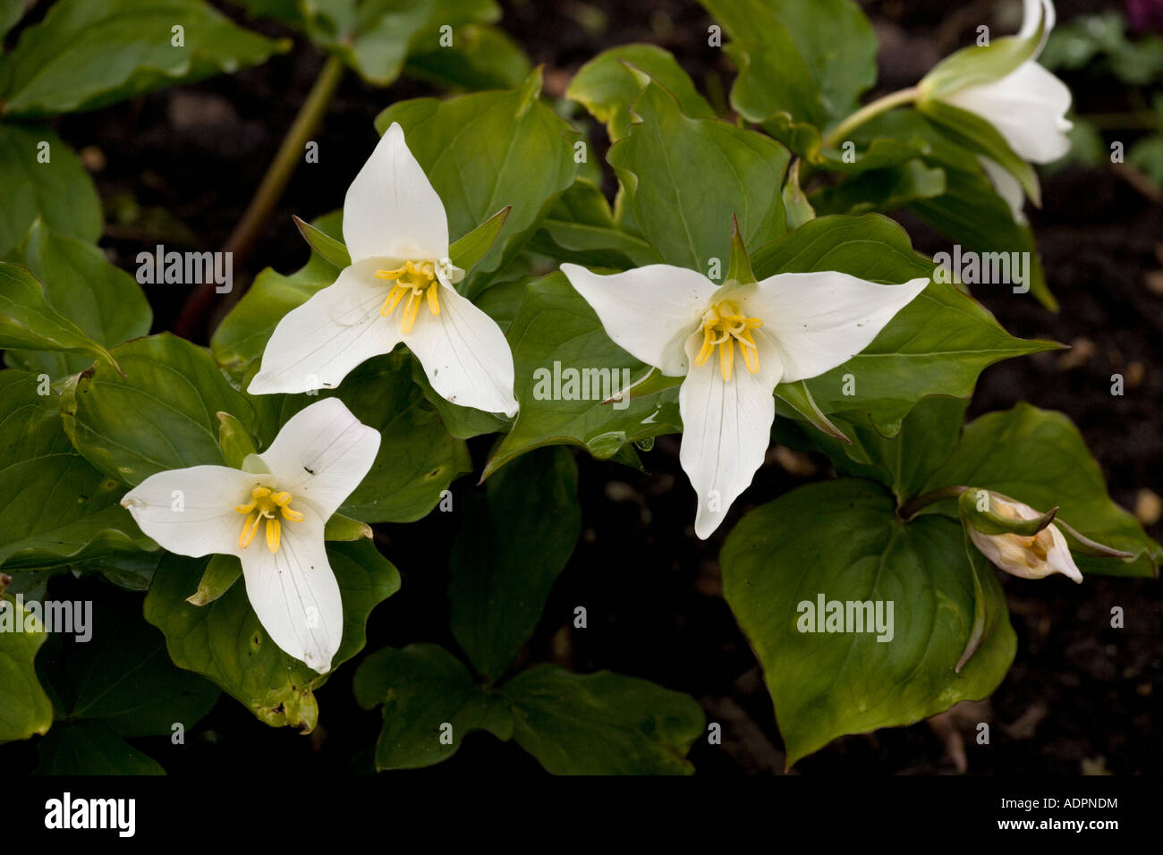 Un service Trillium ovatum USA robin Banque D'Images