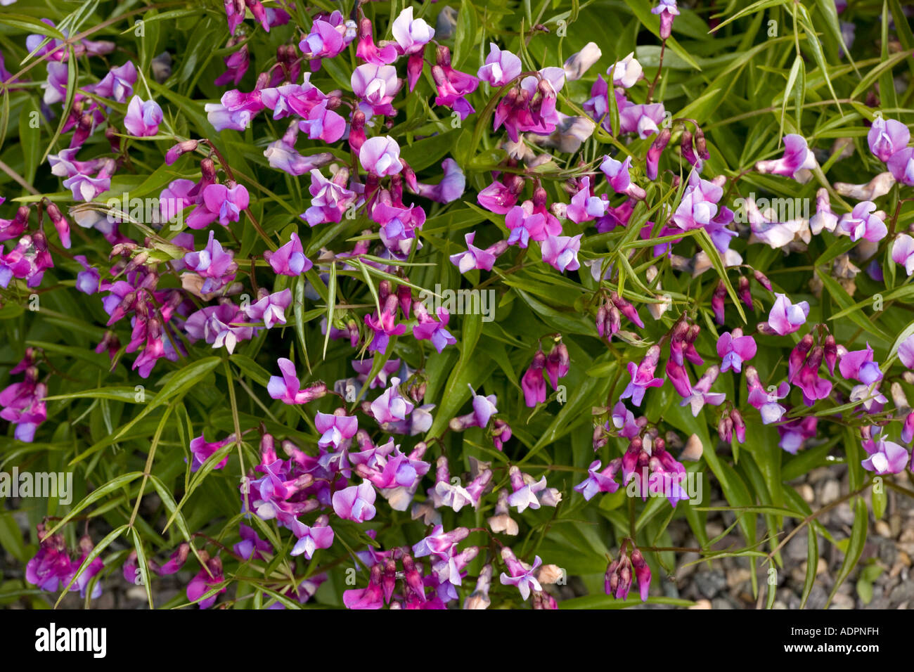 Vetchling de printemps, Lathyrus verna fleur indigène d'Europe du Nord Banque D'Images