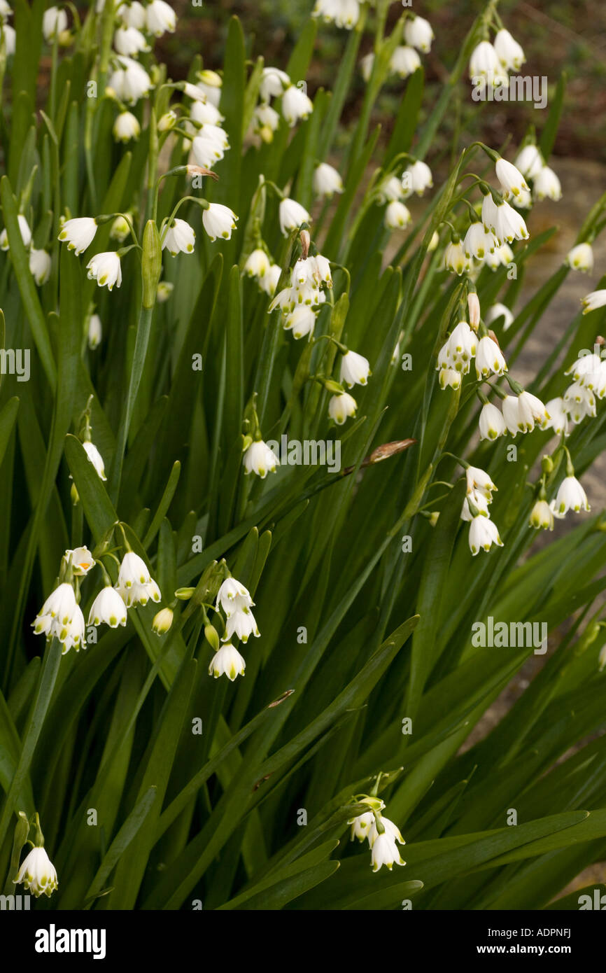 Flocon de neige d'été, Leucojum aestivum ssp pulchellum, forme du sud-ouest de l'europe communément cultivée dans les jardins Banque D'Images