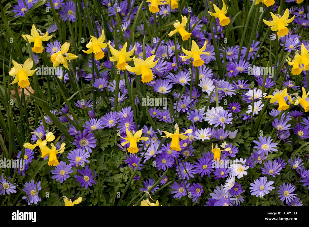 Les jonquilles naines et Anemone blanda en bordure de jardin formant un beau printemps mélange Kew Banque D'Images