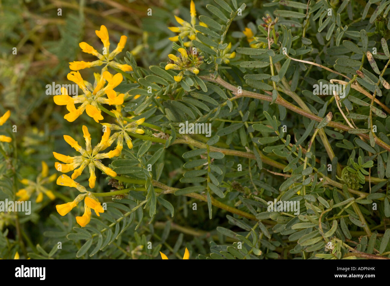 Une espèce endémique de vesce des Baléares, Hipporepis balearica Iles Baléares Banque D'Images