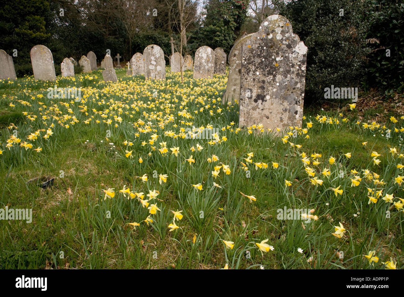 Cimetière plein de jonquilles sauvages Narcissus pseudonarcissus au printemps Alderholt Dorset Banque D'Images