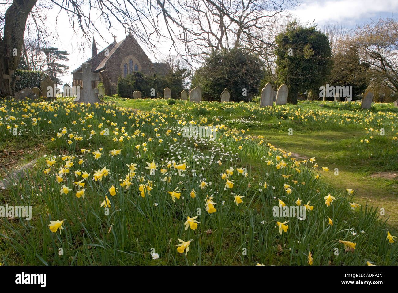 Cimetière plein de jonquilles sauvages Narcissus pseudonarcissus au printemps Alderholt Dorset Banque D'Images