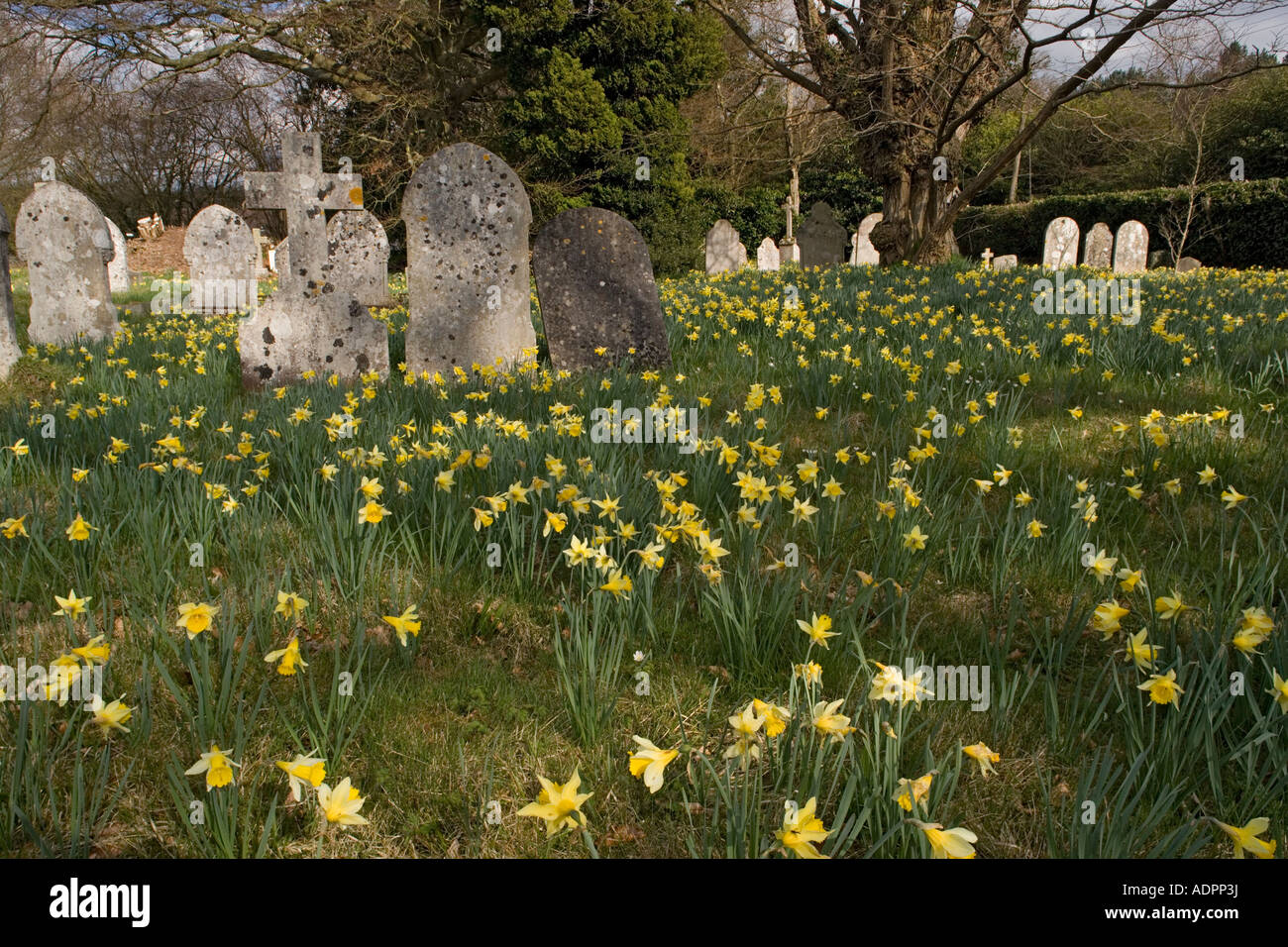 Cimetière plein de jonquilles sauvages (Narcissus pseudonarcissus) au printemps, Alderholt Dorset, England, UK Banque D'Images