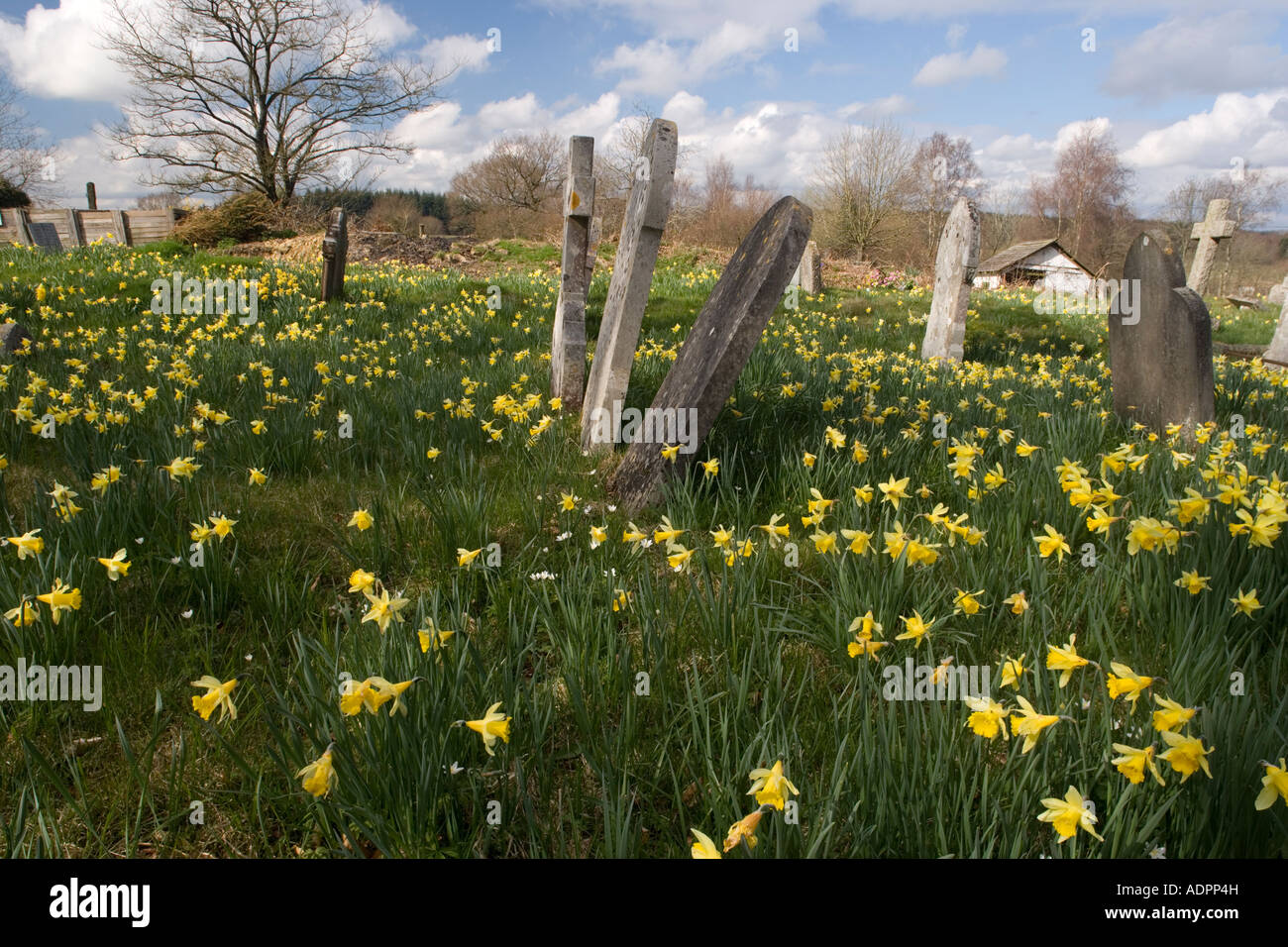 Cimetière plein de jonquilles sauvages Narcissus pseudonarcissus au printemps Alderholt Dorset Banque D'Images