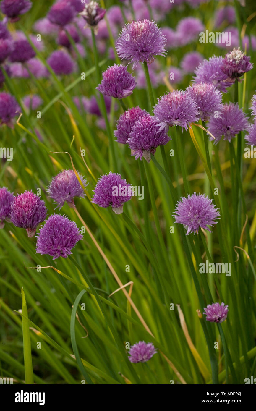 La ciboulette Allium schoenoprasum rare au Royaume-Uni et largement cultivée dans l'herb gardens Banque D'Images