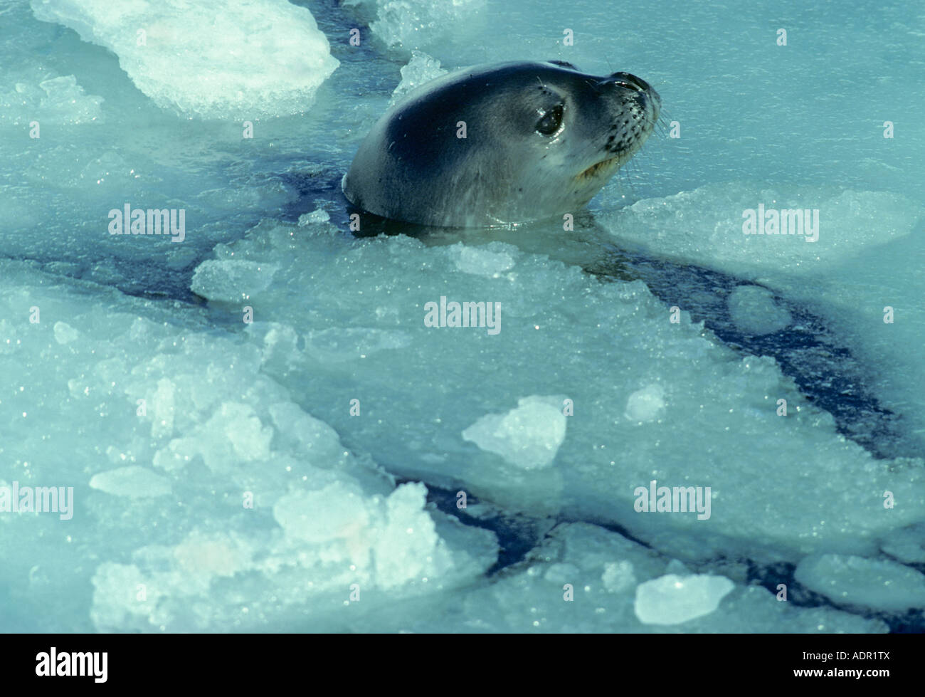 Phoque de Weddell (Leptonychotes weddelli) le trou de respiration, McMurdo, en Antarctique Banque D'Images