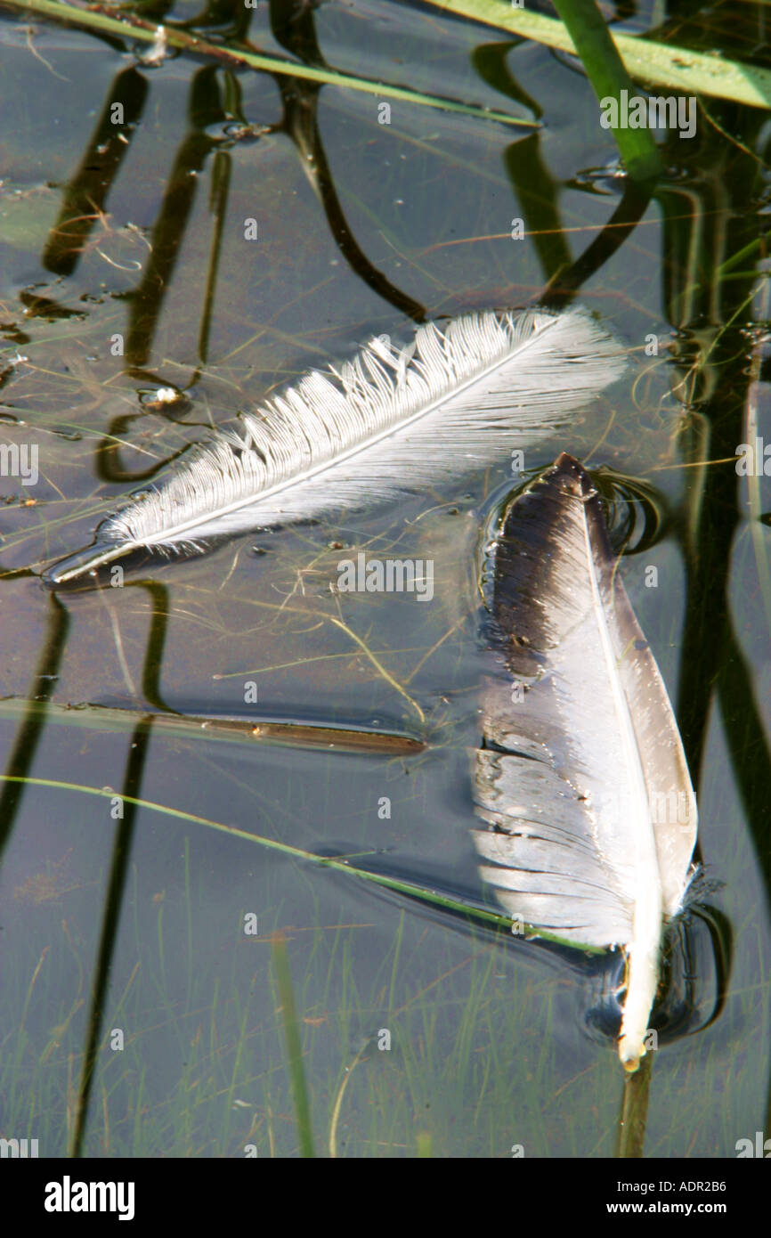 Federn liegen auf dem Wasser plumes sont lieing sur l'eau Banque D'Images