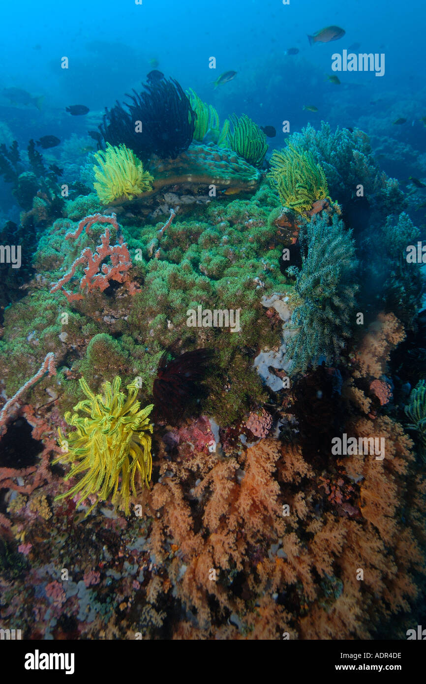 Coraux éponges colorées feather stars et les algues Coconut point Apo Island Marine Reserve aux Philippines Banque D'Images