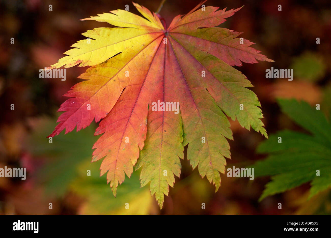 Un changement de couleur des feuilles d'automne couleur à Westonbirt Arboretum Tetbury Gloucestershire Banque D'Images
