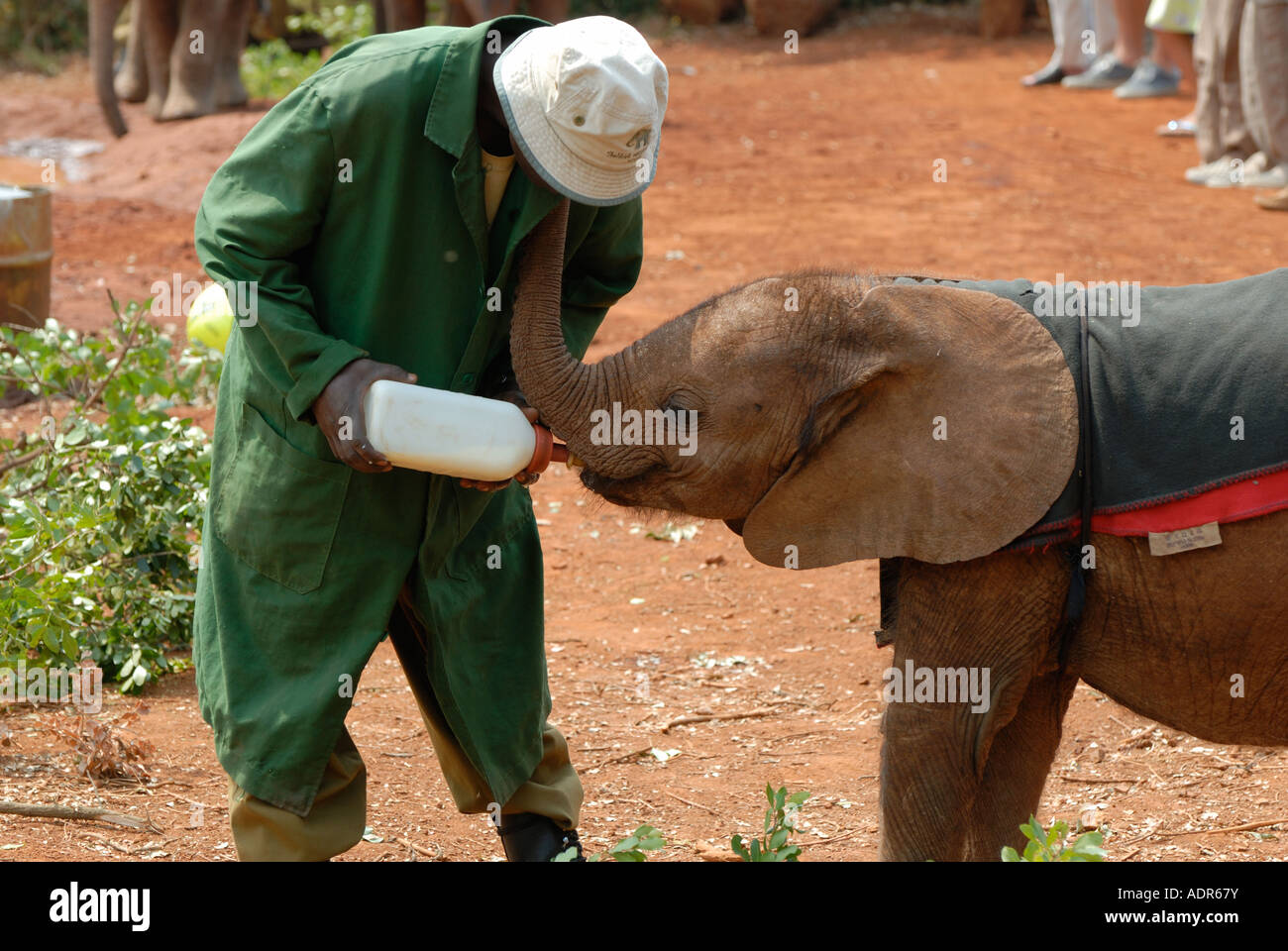 Un jeune veau éléphant bouteille d'être nourris avec du lait à l'Orphelinat de David Sheldrick près de Parc National de Nairobi Kenya Banque D'Images