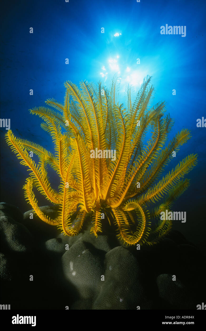 Un crinoïde tropical brillant siège sur un corail en utilisant ses bras articulés pour collecter le zooplancton qui passe sur un récif dans les Philippines. Banque D'Images