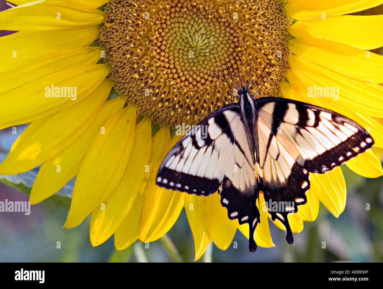 ROCK HILL EN CAROLINE DU SUD Zebra Swallowtail butterfly se nourrissant de tournesol jaune vif Banque D'Images