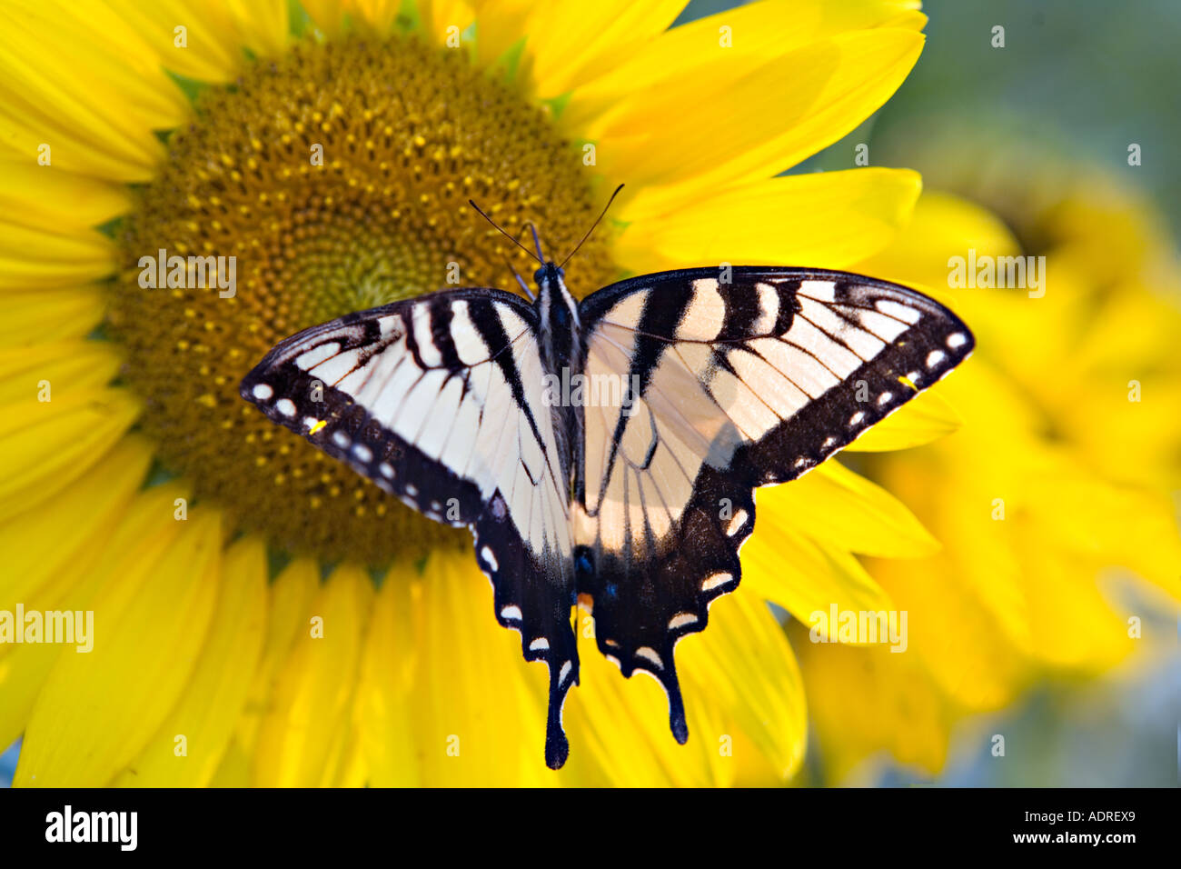 ROCK HILL EN CAROLINE DU SUD Zebra Swallowtail butterfly se nourrissant de tournesol jaune vif Banque D'Images