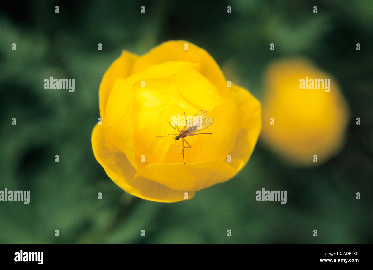 Globeflower Trollius europaeus fleur et voler dans extreme close-up Banque D'Images