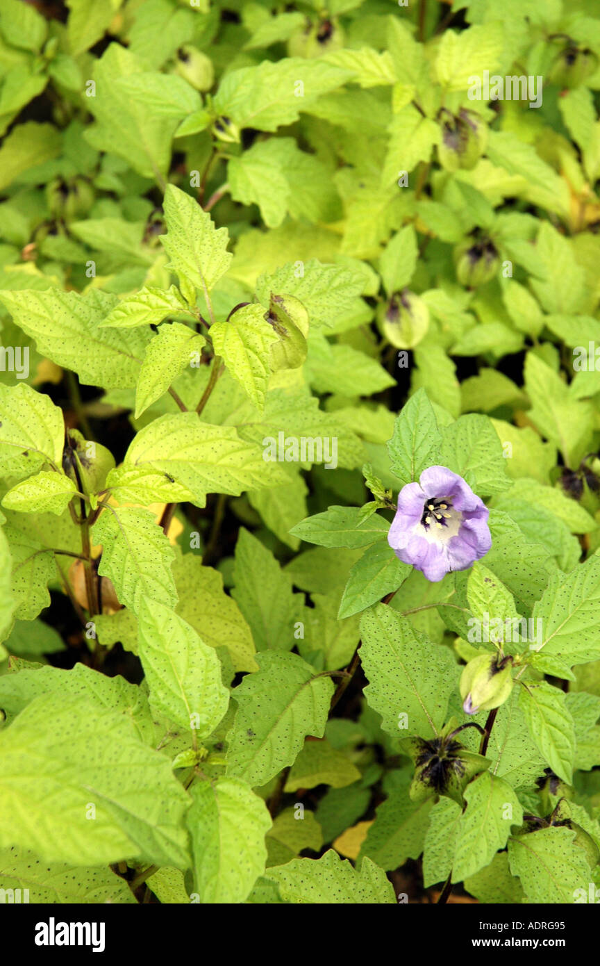 Nicandra physaloides usine Shoo Fly Banque D'Images