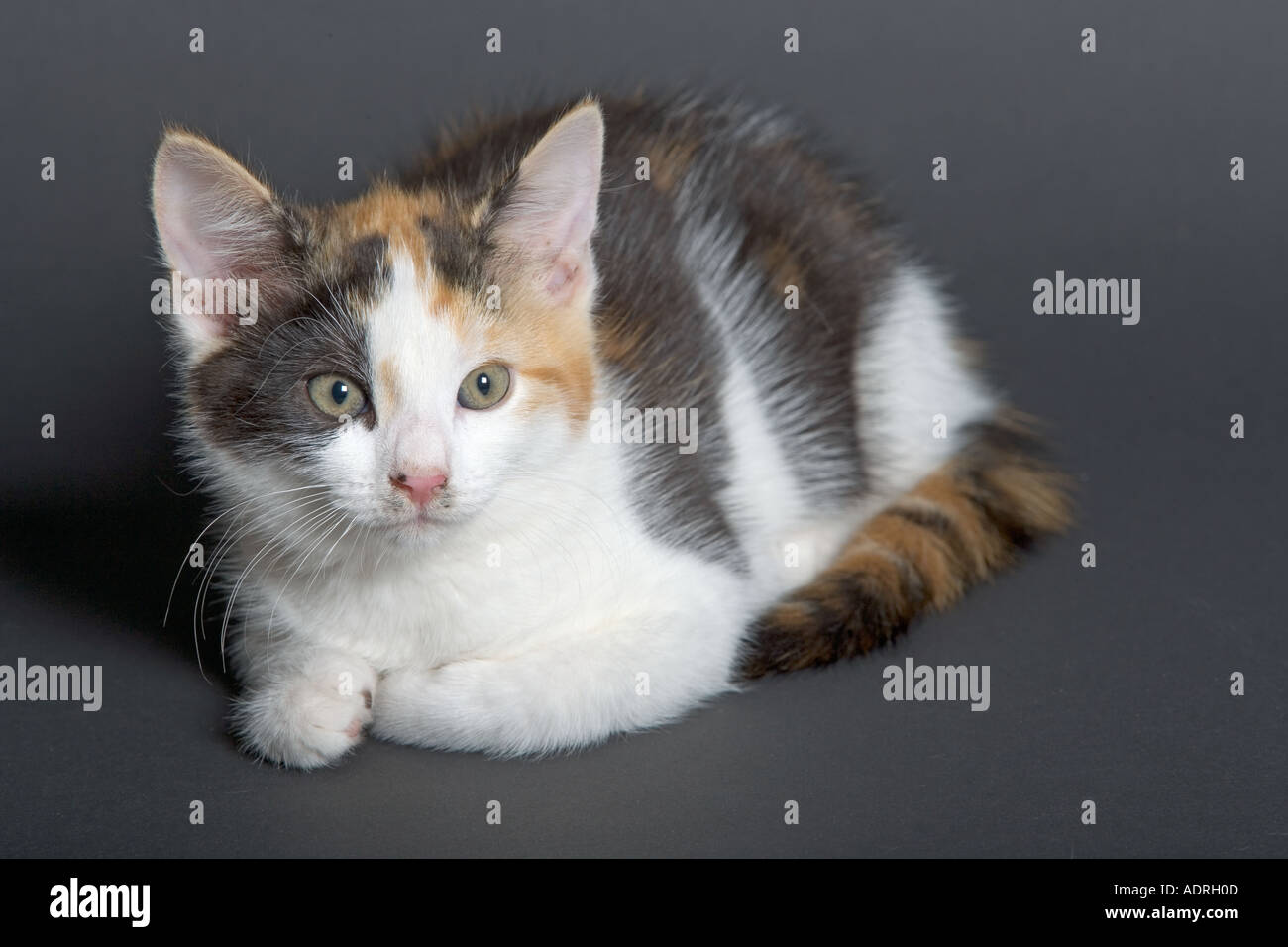 Tortoishell chaton à 8 semaines sur fond noir Banque D'Images