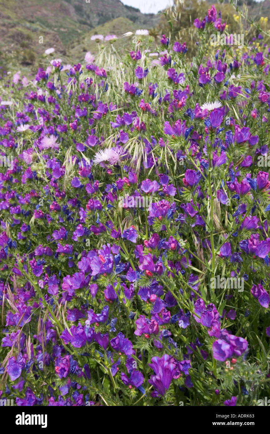 Salut Jane Paterson s Curse Echium plantagineum Canaries La Gomera Banque D'Images