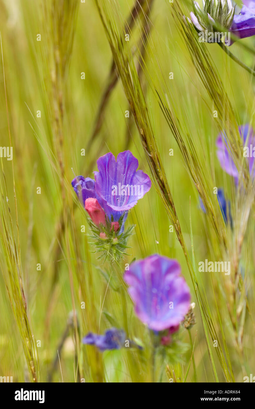 Salut Jane Paterson s Curse Echium plantagineum Canaries La Gomera Banque D'Images