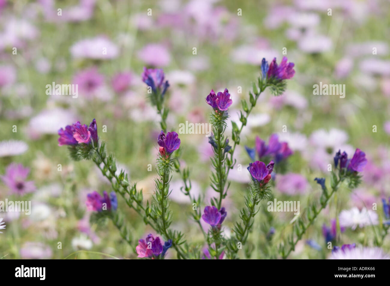 Salut Jane Paterson s Curse Echium plantagineum Canaries La Gomera Banque D'Images