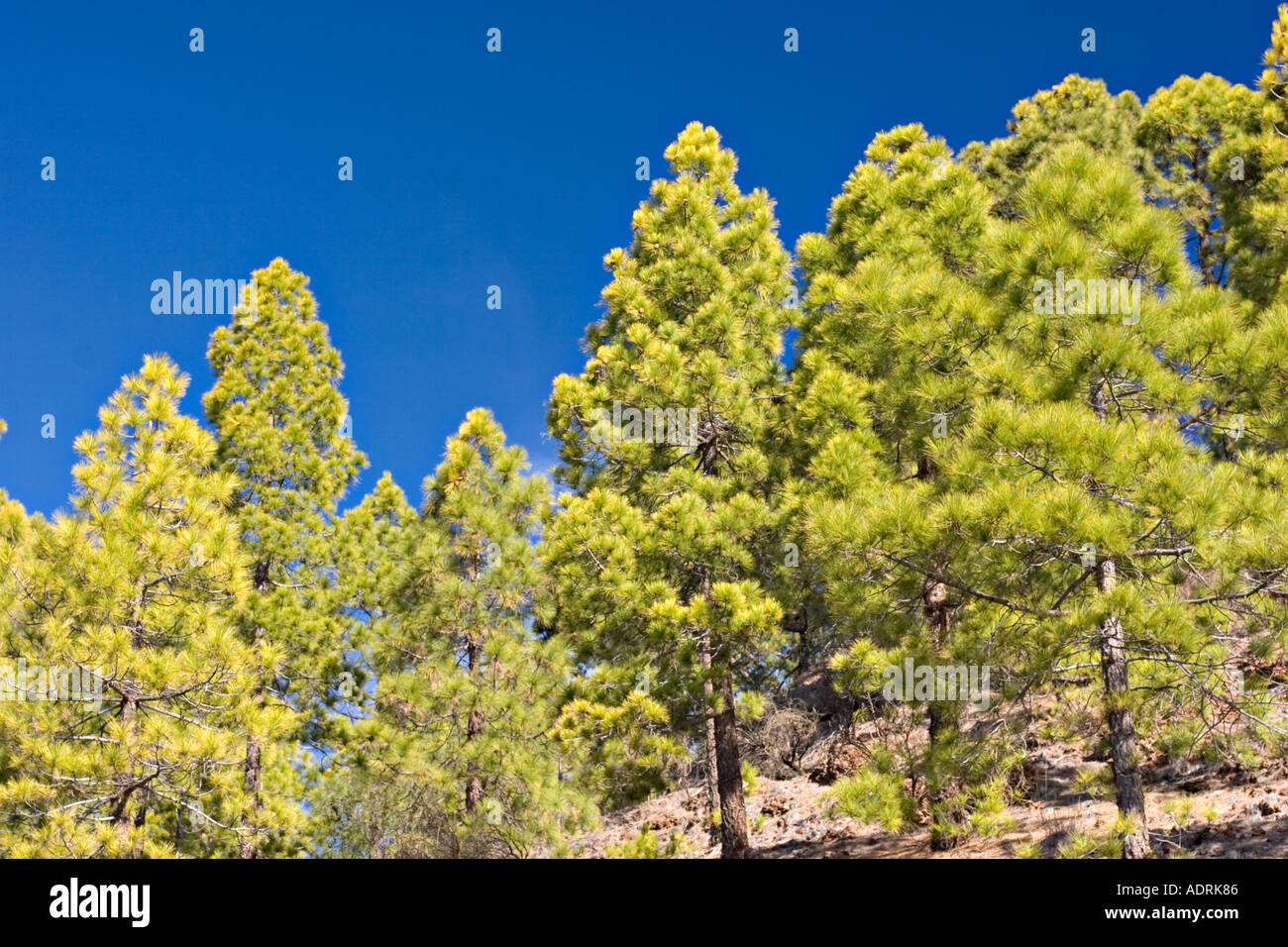 Pines Tenerife Espagne Banque D'Images
