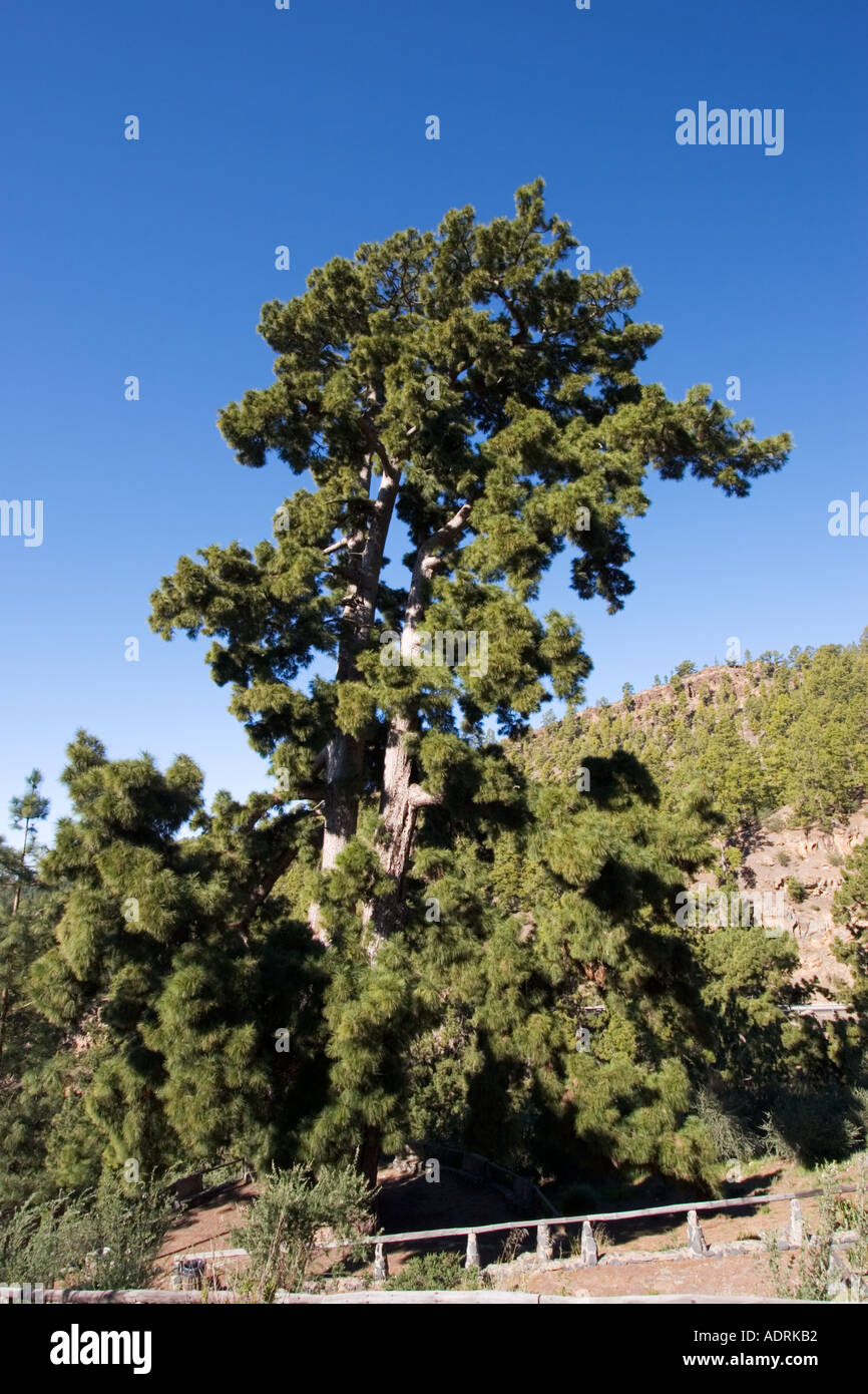Pino Gordo old pine Pino canariensis 4512 m de hauteur et 31 m de diamètre Vilaflor Tenerife Espagne Banque D'Images