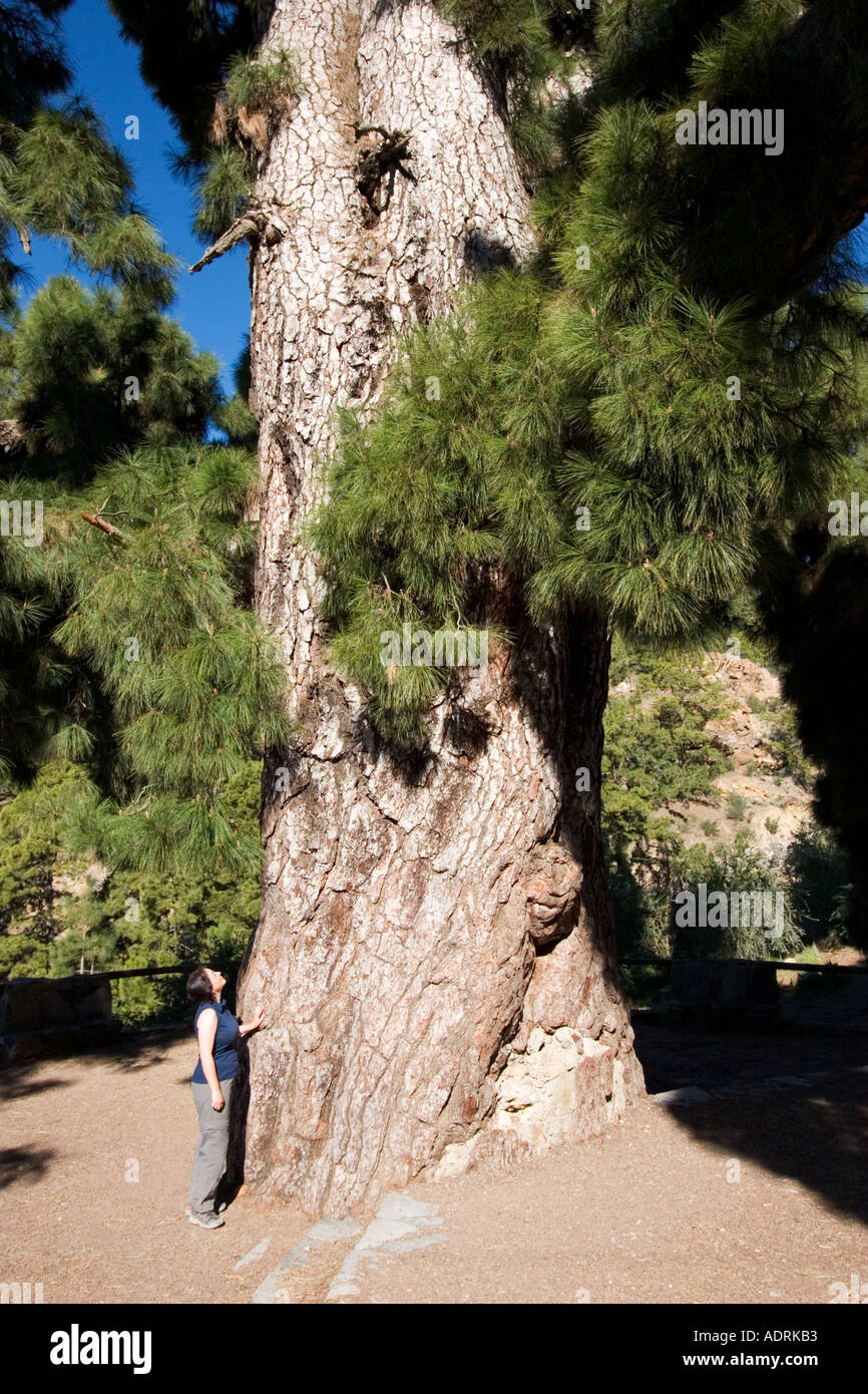 Pino Gordo old pine Pino canariensis 4512 m de hauteur et 31 m de diamètre Vilaflor Tenerife Espagne Banque D'Images