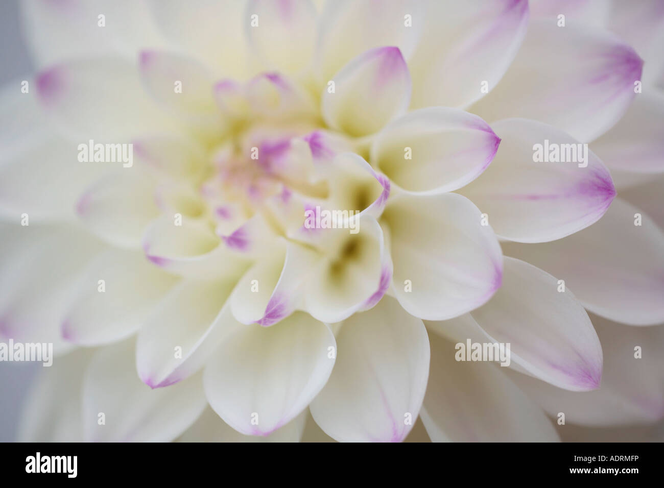 Photo macro de la fleur de Dahlia de Dinnerplate blanche avec pétales aux bords lilas Banque D'Images