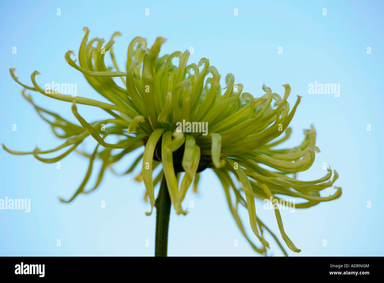 Shamrock Chrysanthemum fleur sur fond bleu pâle Banque D'Images