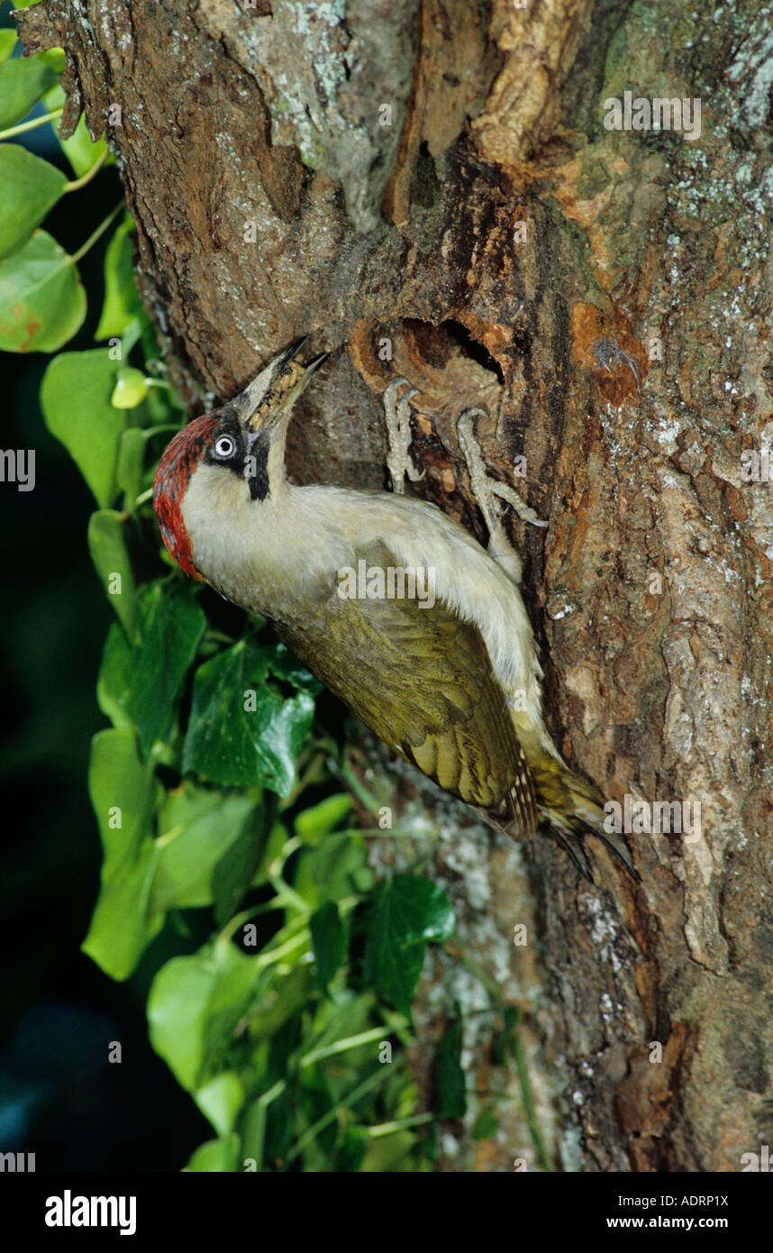 European Green Woodpecker Picus viridis femelle avec fourmis proies dans la cavité de nidification dans la région de Cherry Tree Risch Suisse Banque D'Images