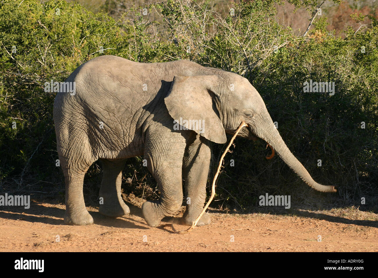 Bébé éléphant africain walking stick comptable dans sa bouche, Shamwari Game Reserve, Eastern Cape, Afrique du Sud Banque D'Images