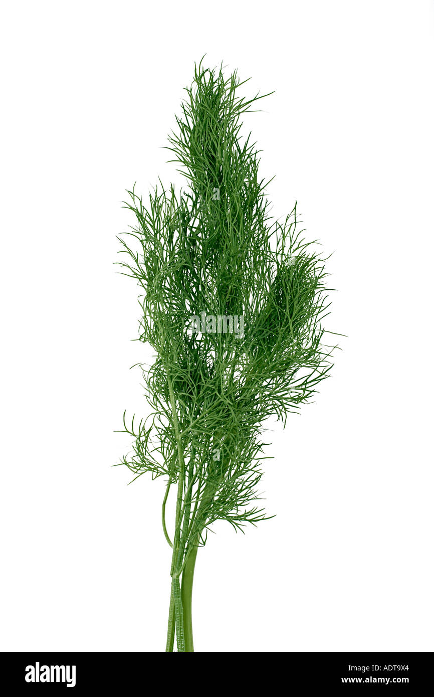 Aneth herbes sur fond blanc lat. Anethum graveolens Banque D'Images