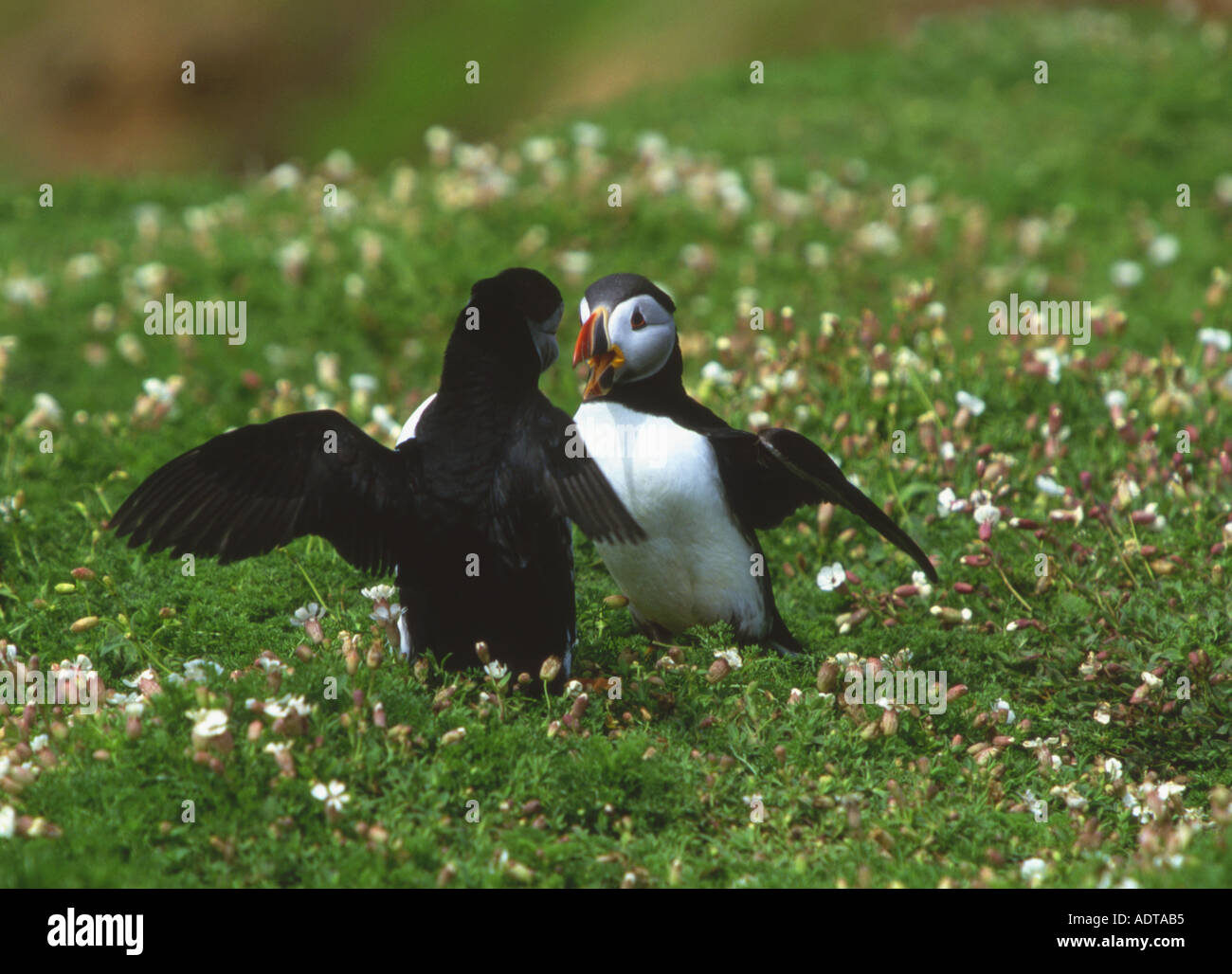 Macareux moines (Fratercula arctica) combats Banque D'Images