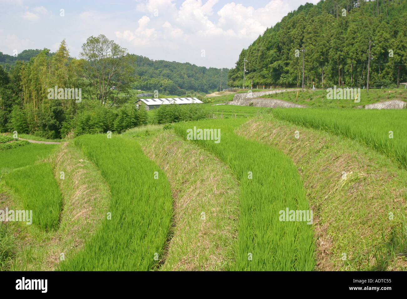 Les rizières en terrasses verdoyantes en milieu rural village Asuka Nara Japon Asie Kansai Banque D'Images